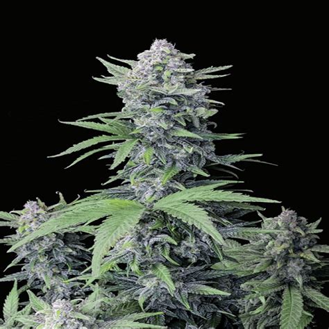 Tropicana Cookies Auto (FastBuds Seeds) Autoflowering Seeds