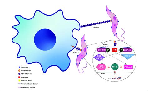 Interaction Between Leishmania Donovani Sias And Macrophage Siglecs