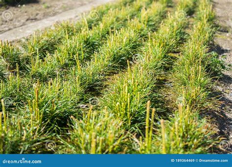 Pine Seedlings In A Tree Nursery In The Forest Growing Coniferous