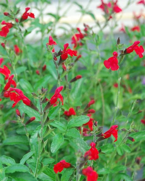 Salvia greggii ‘Radio Red’ | James Greenhouses - perennial plugs & specialty propagation