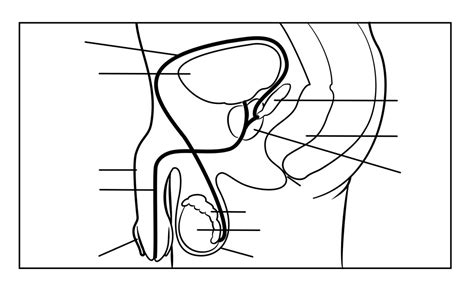 Male Reproductive System Diagram Quizlet