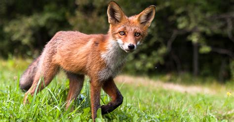 Living with Wildlife: Wildlife: Fish & Wildlife: Maine Dept of Inland ...