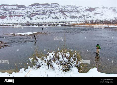 Fly Fishing For Trout On The North Platte River In Wyoming Usa Stock