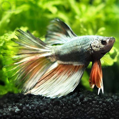 Kampffisch Halfmoon Silver Shine Betta Splendens 01 AquaPro2000