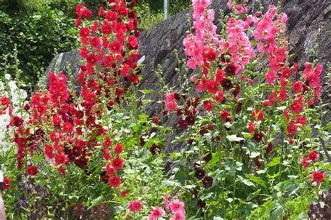 Stockrosen Alcea Anbau Und Pflege