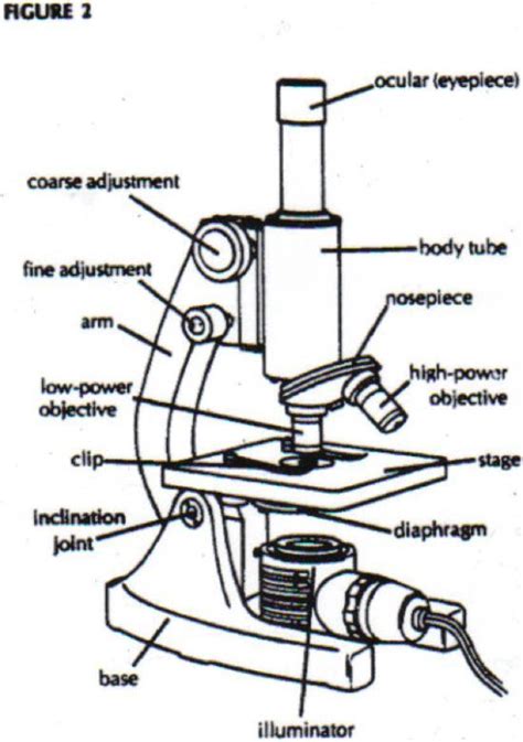 Microscope Parts And Use Worksheet