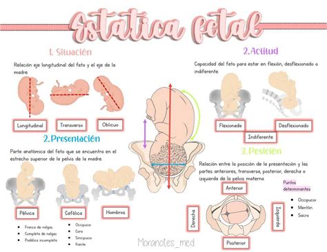 Est Tica Fetal Moranotes Med Udocz