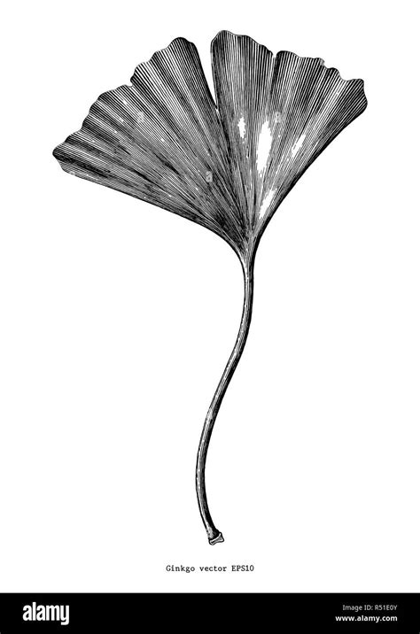 Ginkgo Leaf Hand Draw Vintage Clip Art Isolated On White Background