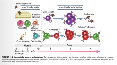 Bio Prof Viviane Imunologia Celular E Molecular Cap Abbas