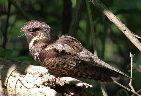 Eastern Whip-poor-will | The Audubon Birds & Climate Change Report