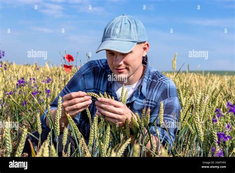 Farmer Or Agronomist Crouching In The Wheat Field Examining The Yield