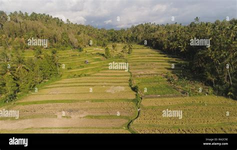 Les Champs De Riz Et Les Terres Agricoles Avec Les Cultures Vue