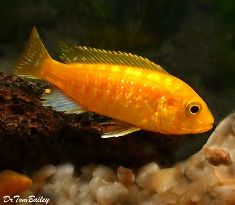 Premium Lake Malawi Solid Electric Yellow Cichlid