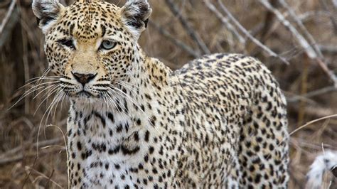 Leopard And Tiger Meat Seized From Moscow Mall