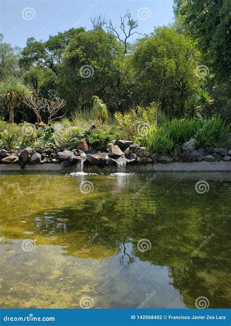 Pond Surrounded By Trees Of Temperate Forest In A Park In Mexico City