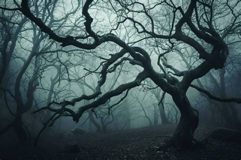 spooky forest mystery dark tree branch fantasy 30644995 Stock Photo at ...