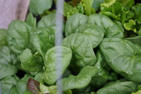 Easy Steps To Plant Spinach From Seed Gardenary