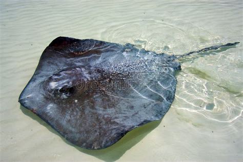 Fish In The Blue Lagoon Relax Sian Kaan Mexico Stock Image Image Of