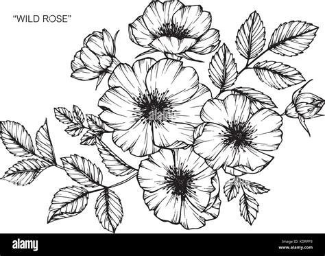 Las Rosas Silvestres Ilustración Dibujo De Flores Blanco Y Negro Con