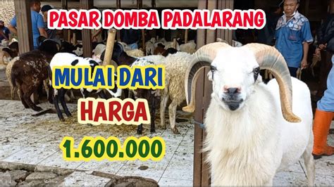 Harga Domba Garut Harga Domba Sayur Dan Harga Kambing Di Pasar Domba