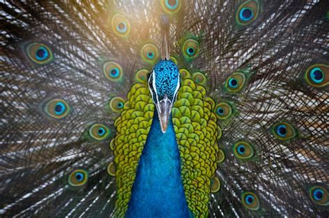 Premium Photo Portrait Of Beautiful Peacock With Feathers Out