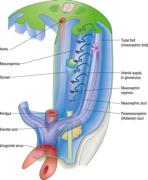 Development Of The Urogenital System Clinical Tree