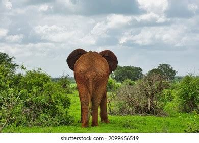 Best Elephant Sambur Royalty Free Images Stock Photos Pictures