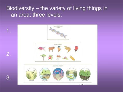 Ppt Chapter 10 Biodiversity Powerpoint Presentation Free Download Id 1556070