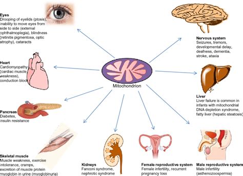 Body Parts Diagram Male Body Scientific International Post It