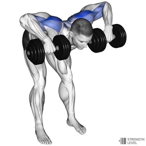dumbbell face pull standards  men  women lb strength level