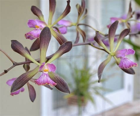 Live Plants Identify Your Orchids Orchid Supply Store