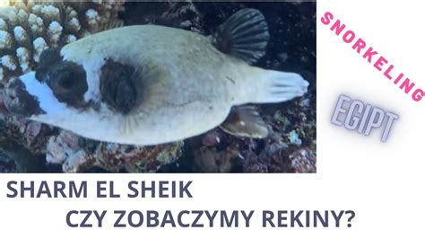 SNORKELING I RAFA KORALOWA Z EGIPCIE SHARM EL SHEIK AMPHORAS BLU CZY