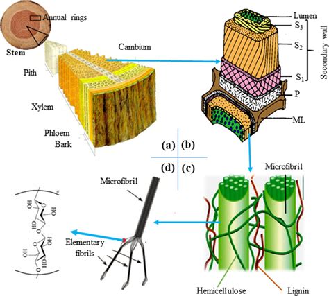 Schematic Illustration Of Hierarchical Wood Structures From Stem To