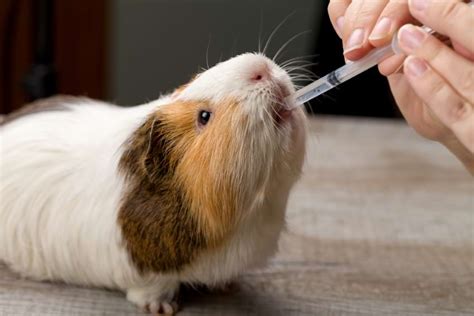 15 Common Health Issues In Guinea Pigs Ueonf Welcome