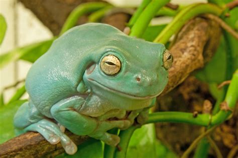 Whites Tree Frog For Sale Reptiles Realm