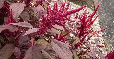 Red Amaranth Origin Flavor Benefits And Uses Gardeners Magazine