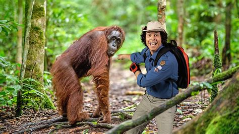 Andys Wild Adventures Series 2 1 Orangutans BBC IPlayer