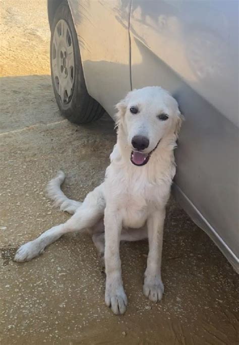 Adotta Rey Cucciolo Escluso E Solo Cane A Brescia In Regalo