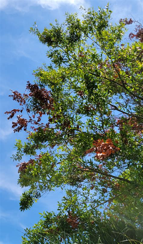 live oak tree diseases florida - Bettina Toler