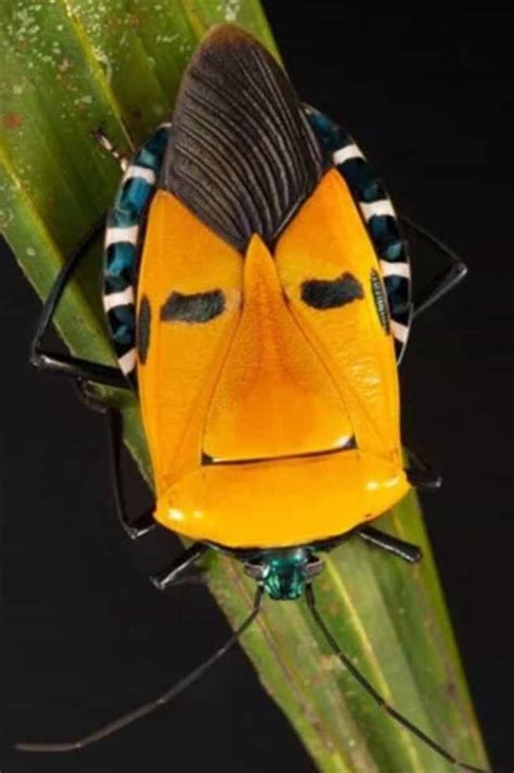 Crazy-Looking Exotic Insects