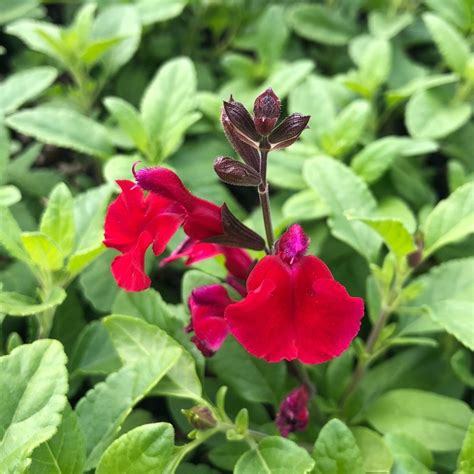 Salvia Greggii Mirage™ Cherry Red Autumn Sage Uspp 28527 45 Pot