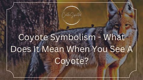 Coyote Symbolism What Does It Mean When You See A Coyote