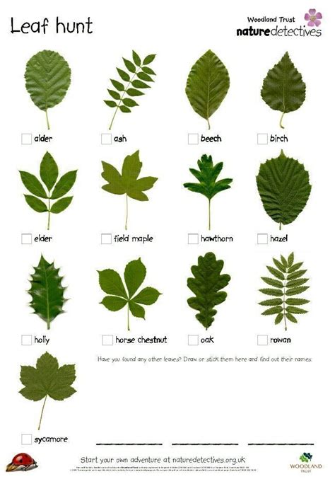 Oak Tree Leaf Identification Chart Images Thepoetandtheplant ...