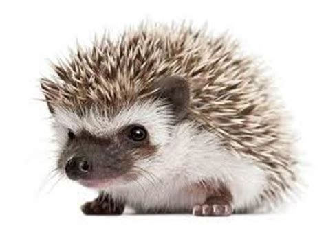 10 Interesting Hedgehog Facts | My Interesting Facts