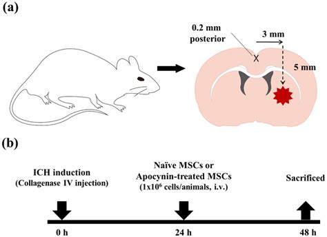 Conceptual Illustrations Of The Experimental Protocol A Schematic Download Scientific