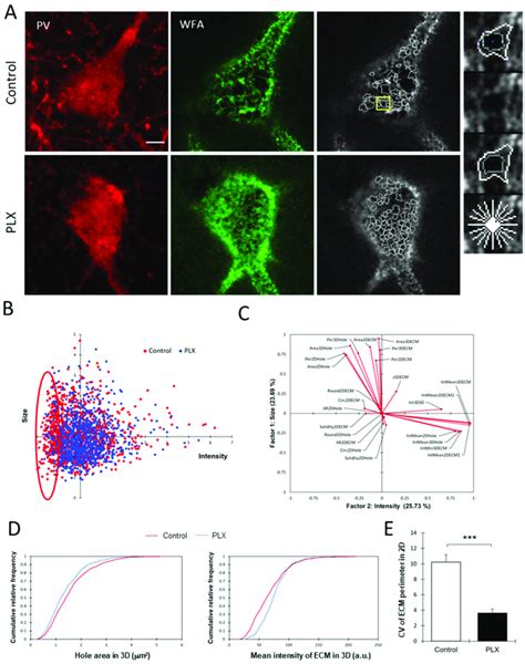 Alterations Of Pnn Fine Structure After Depletion Of Microglia A