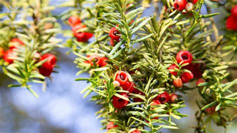 Lo Chiamano L Albero Della Morte Tutto Quello Che Dovresti Sapere