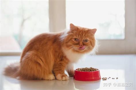 猫咪每天需要吃多少猫粮？该怎样给猫咪喂食？ 知乎