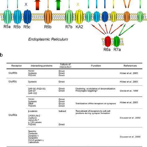 Trafficking Of Kainate Receptors A Exit From The Endoplasmic Reticulum