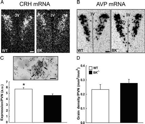 Basal Crh And Avp Mrna Expression In The Pvn Representative